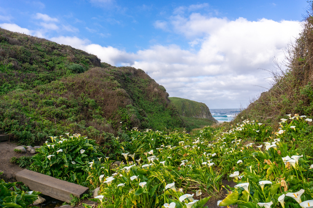 Wild calla lilies filling a green canyon that opens onto the Pacific in Big Sur